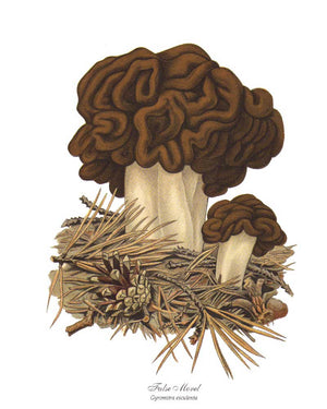 Mushroom Print: False Morel Mushroom