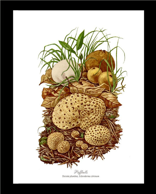 Puffballs Mushroom | Vintage Mushroom Art Print