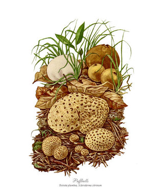 Mushroom Print: Puffballs Mushroom