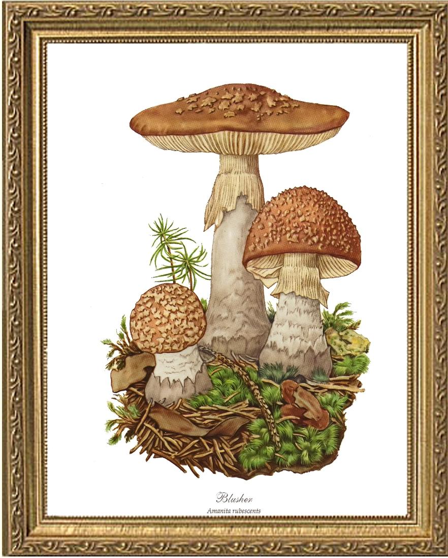 Blusher Mushroom | Vintage Mushroom Art Print