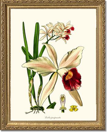 Laelia purpurata | Orchid Wall Art Print