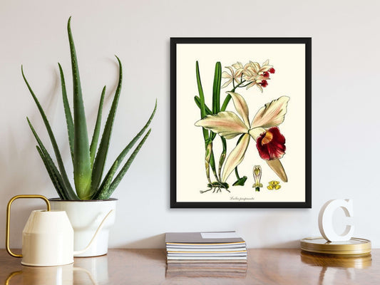 Laelia purpurata | Orchid Wall Art Print