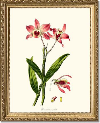 Dendrobium nobile | Orchid Wall Art Print