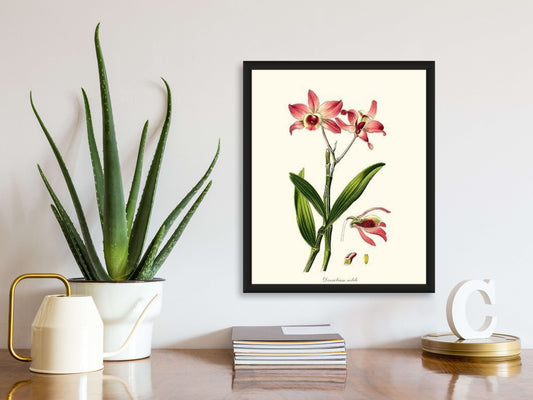 Dendrobium nobile | Orchid Wall Art Print