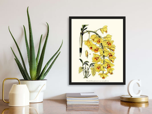 Dendrobium farmeri | Orchid Wall Art Print