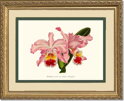 Cattleya mossiae | Orchid Wall Art Print