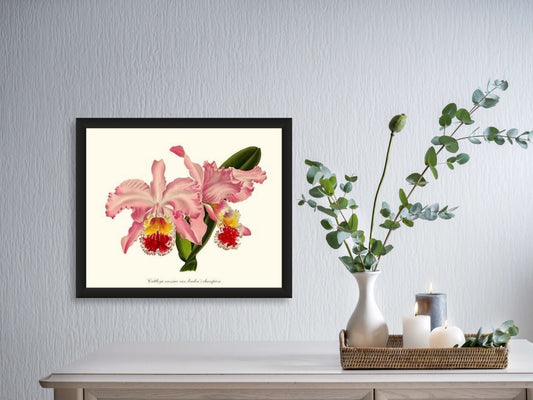 Cattleya mossiae | Orchid Wall Art Print