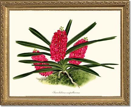 Saccolabium ampullaceum | Orchid Wall Art Print