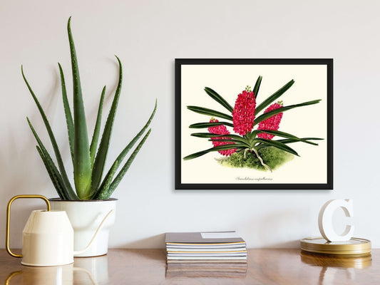 Saccolabium ampullaceum | Orchid Wall Art Print