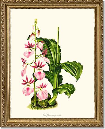 Eulophia congoensis | Orchid Wall Art Print