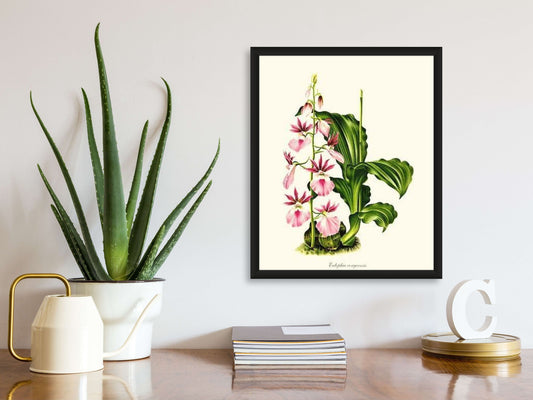 Eulophia congoensis | Orchid Wall Art Print