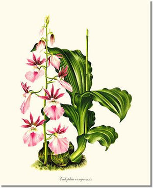 Orchid Print: Eulophia congoensis