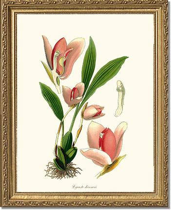 Lycaste skinneri | Orchid Wall Art Print