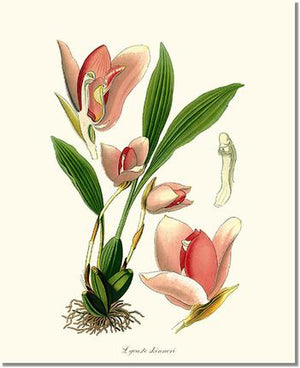Orchid Print: Lycaste skinneri