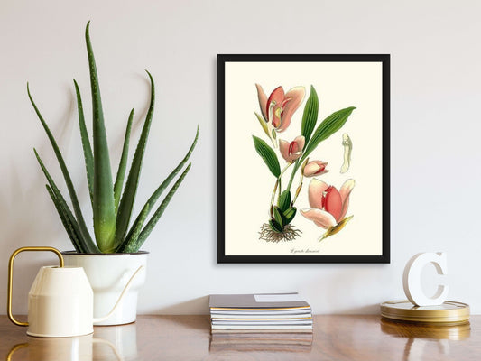 Lycaste skinneri | Orchid Wall Art Print