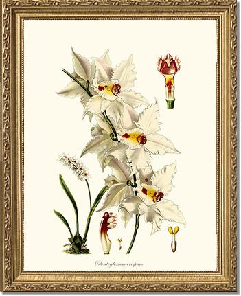 Odontoglossum crispum | Orchid Wall Art Print