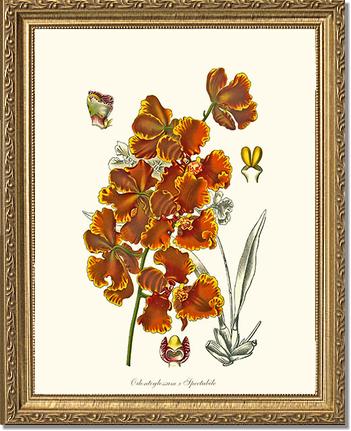 Oncidium forbesii | Orchid Wall Art Print