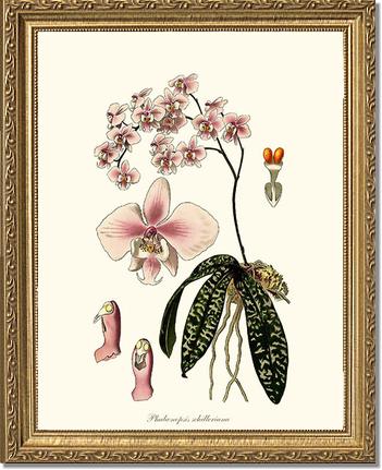 Phalaenopsis schilleriana | Orchid Wall Art Print