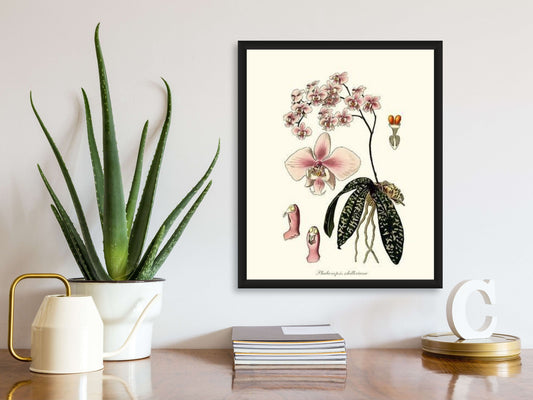 Phalaenopsis schilleriana | Orchid Wall Art Print