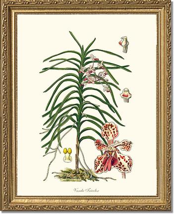 Vanda Tricolor | Orchid Wall Art Print