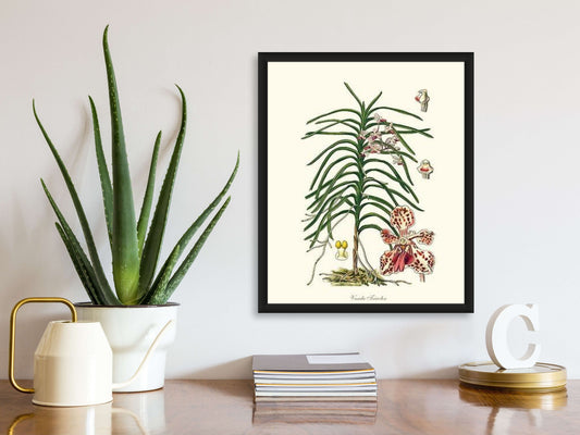Vanda Tricolor | Orchid Wall Art Print
