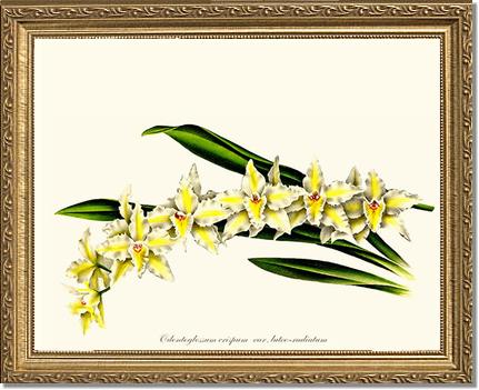 Odontoglossum crispum | Orchid Wall Art Print