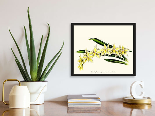 Odontoglossum crispum | Orchid Wall Art Print