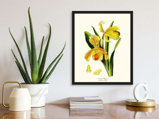Lady's Slipper Cypripedium insigne | Orchid Wall Art Print