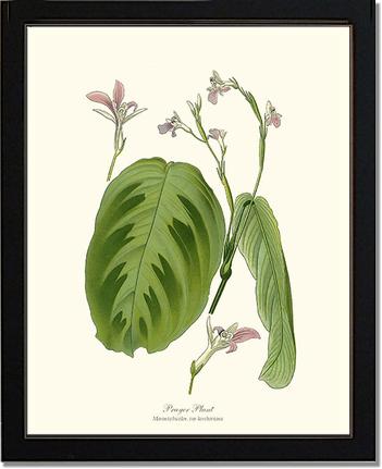 Maranta Bicolor | Flower/Floral Art Print