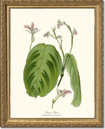 Maranta Bicolor | Flower/Floral Art Print