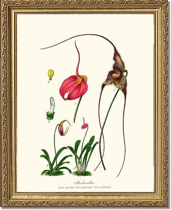 Masdevallias | Orchid Wall Art Print