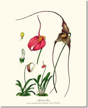 Orchid Print: Masdevallias