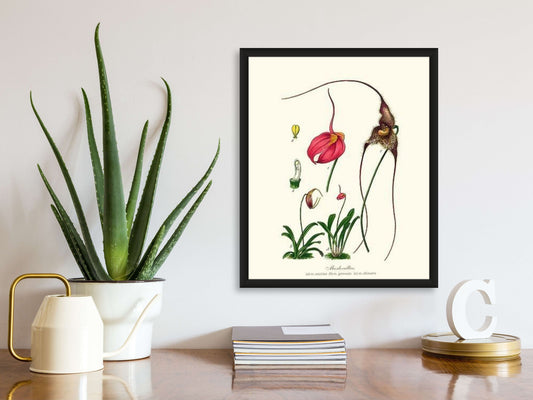 Masdevallias | Orchid Wall Art Print