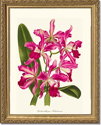 Laeliocattleya | Orchid Wall Art Print