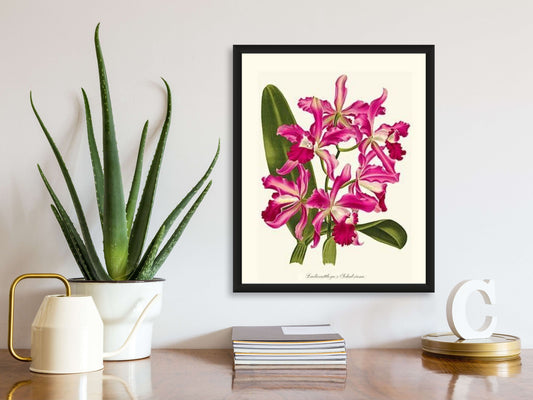 Laeliocattleya | Orchid Wall Art Print