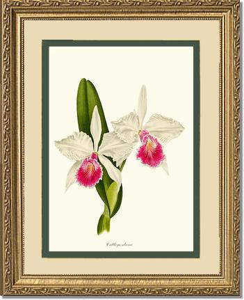 Cattleya aliciae | Orchid Wall Art Print