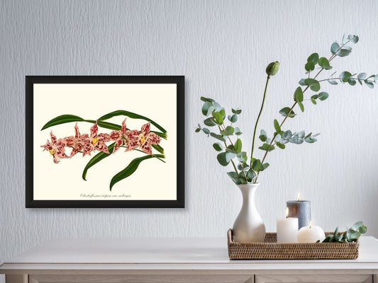 Odontoglossum crispum | Orchid Wall Art Print