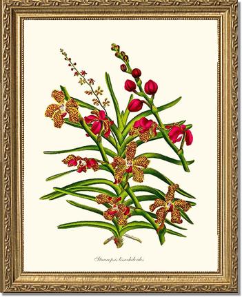 Stauropsis lissochiloides | Orchid Wall Art Print
