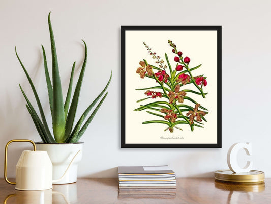 Stauropsis lissochiloides | Orchid Wall Art Print