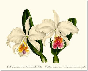 Orchid Print: Cattleya mossiae