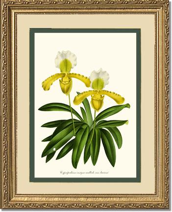 Cypripedium insigne | Orchid Wall Art Print