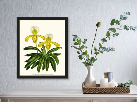 Cypripedium insigne | Orchid Wall Art Print