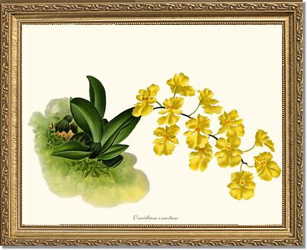 Oncidium onustum | Orchid Wall Art Print
