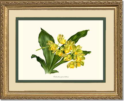 Catasetum punctatum | Orchid Wall Art Print