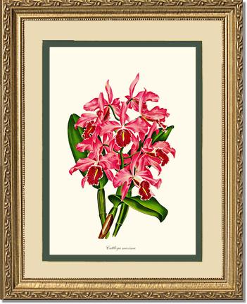 Cattleya maxima | Orchid Wall Art Print