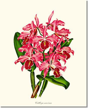 Orchid Print: Cattleya maxima