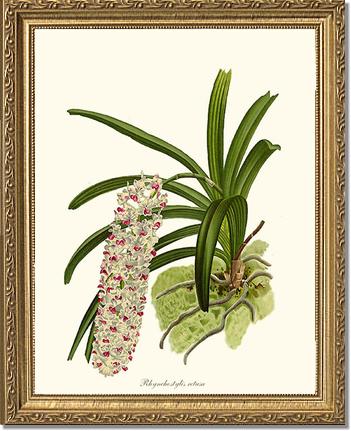 Rhynchostylis retusa | Orchid Wall Art Print