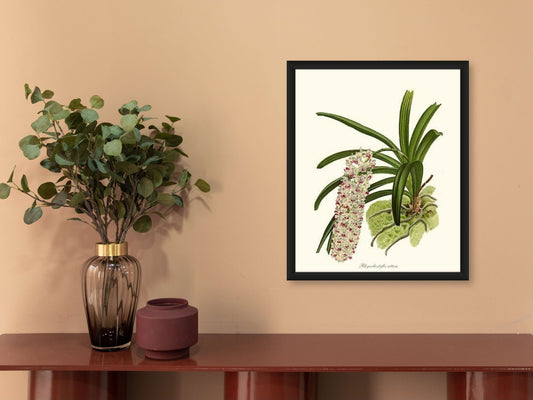 Rhynchostylis retusa | Orchid Wall Art Print