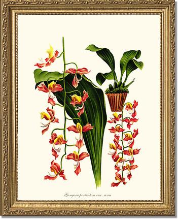 Gongora portentosa | Orchid Wall Art Print