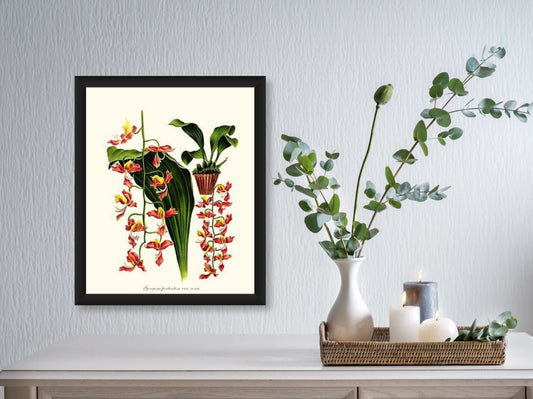 Gongora portentosa | Orchid Wall Art Print